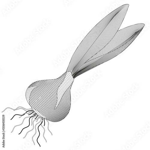 sprouted bulb of a plant on white background black and white vector illustration