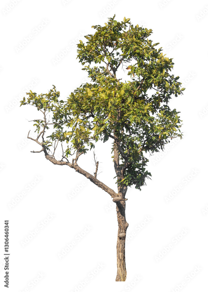 Obraz premium Single tree isolated on transparent background with clipping path and alpha channel