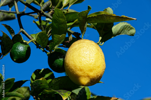 Obraz na płótnie A large, ripe, yellow lemon is waiting to be picked