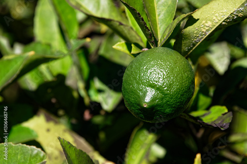 Konstfotografi A green meyer lemon is ripening in the sun.