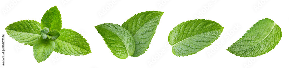 Mint leaf isolated on white background Mint leaf isolated on white background
