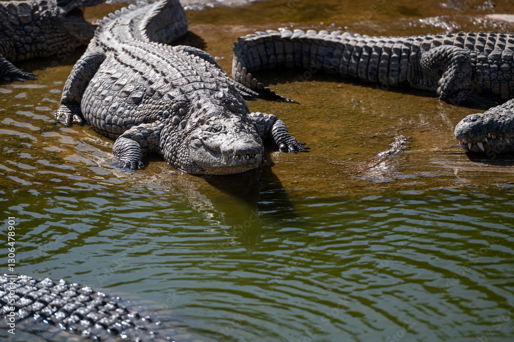 Crocodiles basking in the sun along a riverbank in Morocco during the afternoon Crocodiles basking in the sun along a riverbank in Morocco during the afternoon