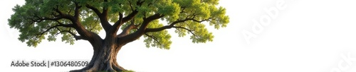 Ancient oak, branches reaching, stark white backdrop , rustic, growth