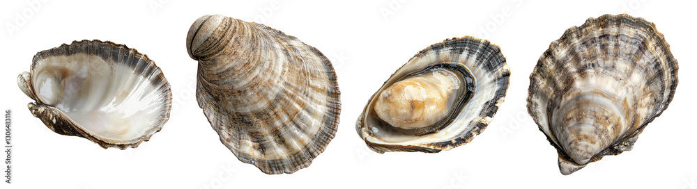 Various Shells on White Background Capturing Nature's Beauty, Isolated on Transparent Background Various Shells on White Background Capturing Nature's Beauty, Isolated on Transparent Background
