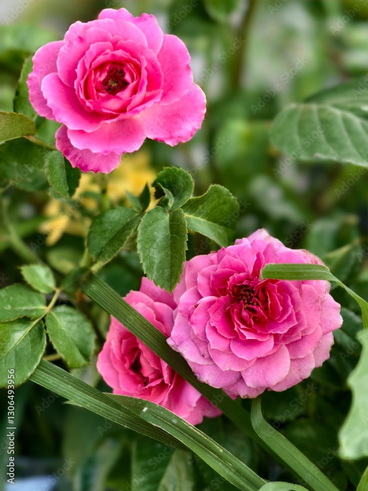 Pink roses in garden. Bunga mawar pink. Selective focus. Pink roses in garden. Bunga mawar pink. Selective focus.
