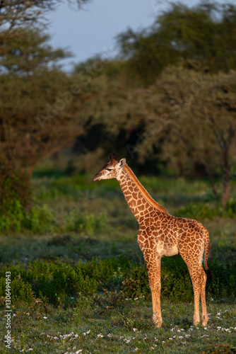Canvas Print baby giraffe in the savannah, serengeti national park