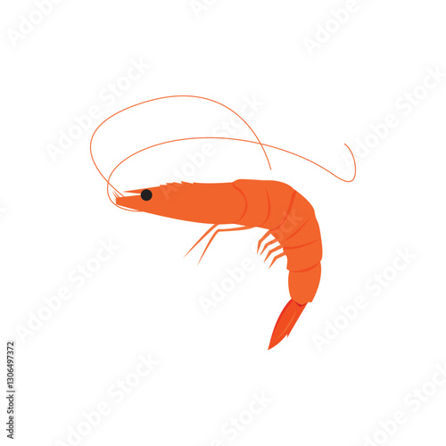 shrimp illustration