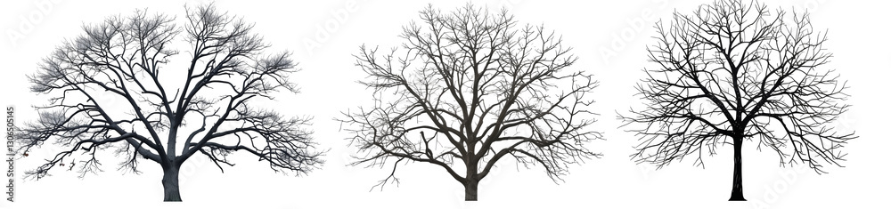 a set of bare trees silhouettes against a background isolated on transparent background
a set of bare trees silhouettes against a background isolated on transparent background