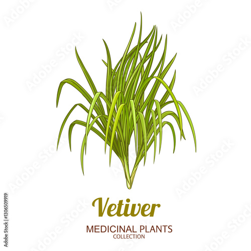 Vetiver Plant Colored Detailed Illustration. Essential oil ingredient for cosmetics, spa, aromatherapy, health care, alternative medicine. Vector isolated for design or decoration.