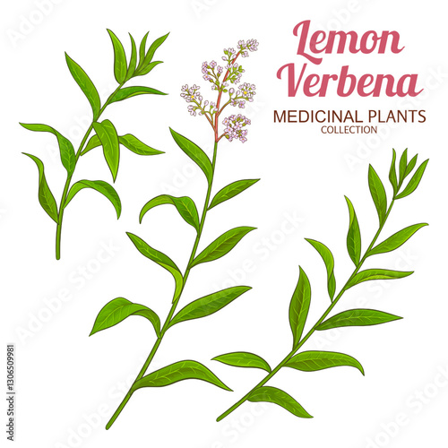 Lemon Verbena Branch with Flowers and Leaves Colored Detailed Illustration. Essential oil ingredient for aromatherapy, health care, alternative medicine.