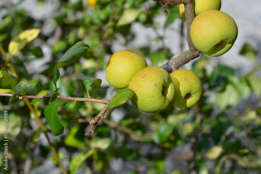Japanese Flowering Quince branch with fruit Japanese Flowering Quince branch with fruit