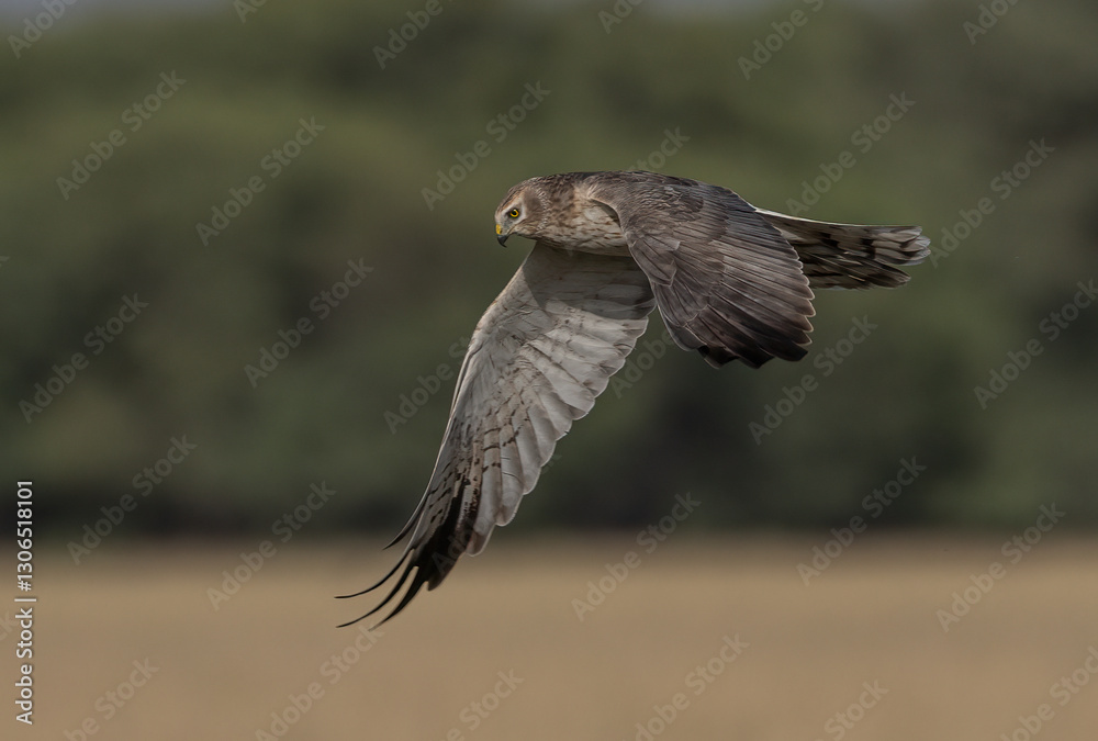 Fototapeta premium Pallied Harrier Juvenile in flight