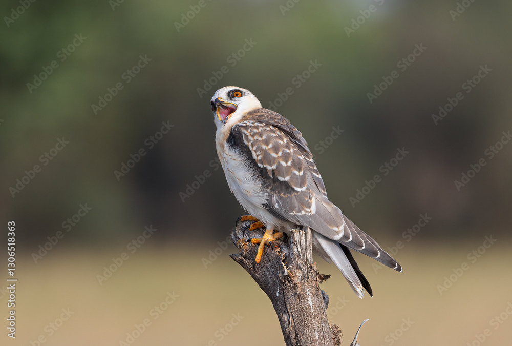 Black shouldered kite juvenile