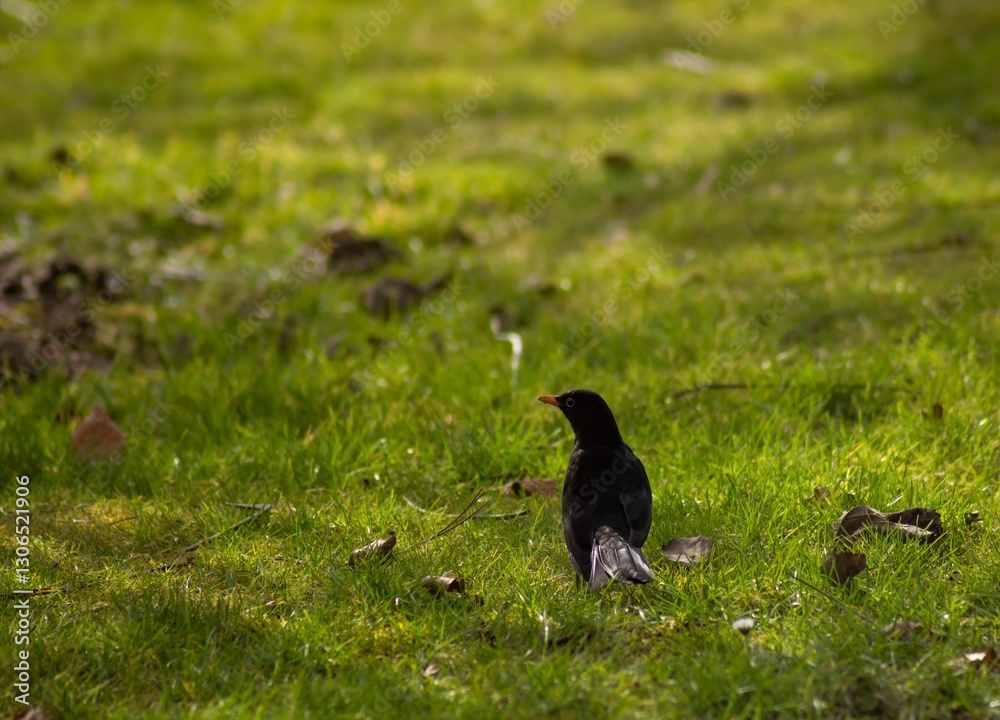 Fototapeta premium Blackbird on green grass