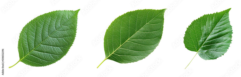 Obraz premium Close-up of three distinct green leaves on a transparent background
