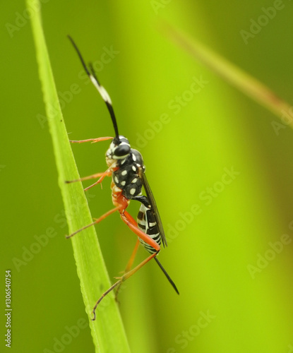 Parasitoid Wasp from Cryptinae subfamily