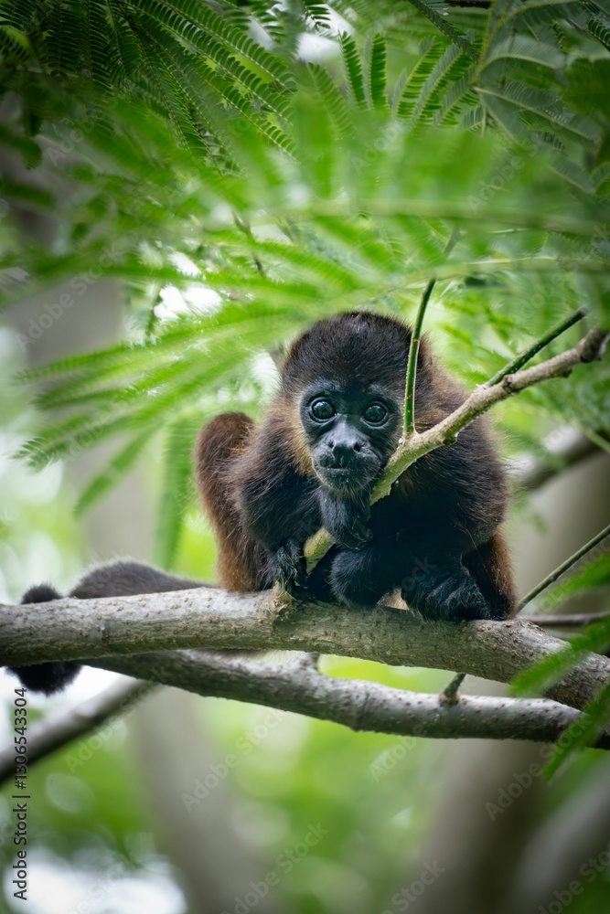 Howler Monkey in Tropical Forest
