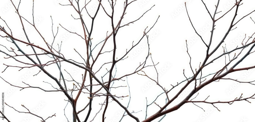 Fototapeta premium Delicate, intertwined bare branches isolated against a pure white backdrop, organic, texture