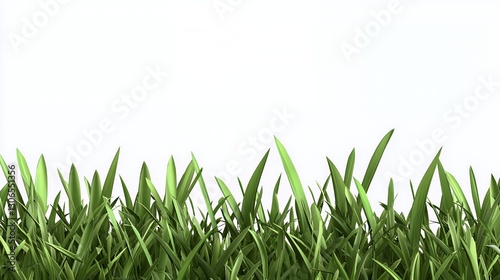 Green Grass Blades on White Background