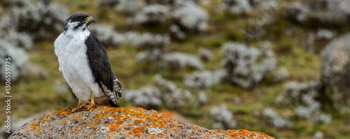 Augur buzzard (Buteo augur) in Floght. Bale Mountains National Park. Ethiopia. photo