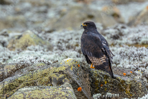 Augur buzzard (Buteo augur) melanistic form. Bale Mountains National Park. Ethiopia. photo