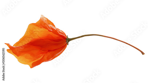 Hot chili isolated on a white background 