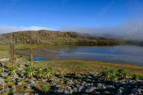 Giant lobelia (Lobelia rhyncopetalum). Bale Mountains National Park. Ethiopia. photo
