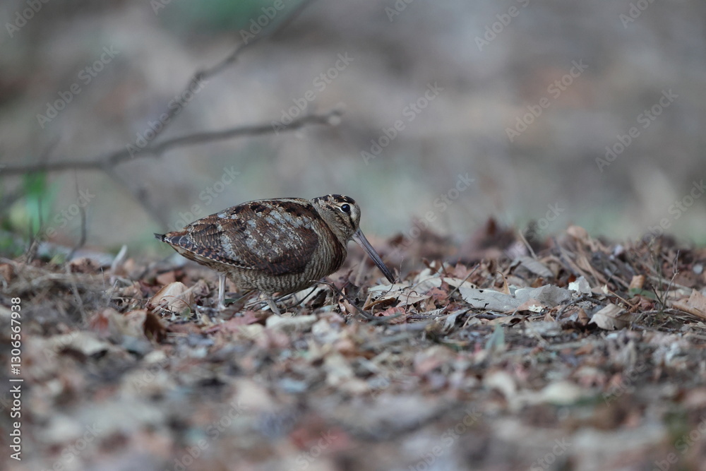 Eurasian woodcock (Scolopax rusticola) is a medium-small wading bird found in temperate and subarctic Eurasia. This photo was taken in Japan. Eurasian woodcock (Scolopax rusticola) is a medium-small wading bird found in temperate and subarctic Eurasia. This photo was taken in Japan.