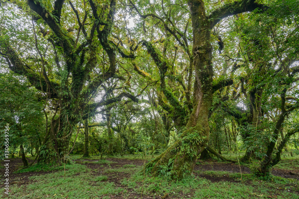 Fototapeta premium Harenna forest interior on the Harenna (or Herenna) Escarpment. Bale Mountains National Park. Ethiopia.