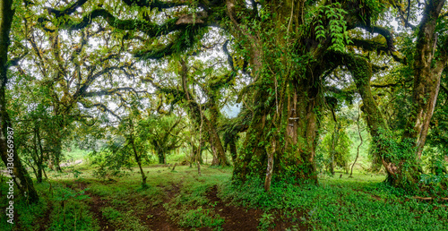 Photos Harenna forest interior on the Harenna (or Herenna) Escarpment
