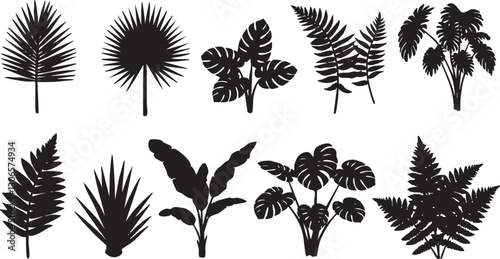 Collection of vector leaves of tropical plants bush (Monstera, palm, rubber plant, pine, bird's nest fern). PNG, cutout, or clipping path.