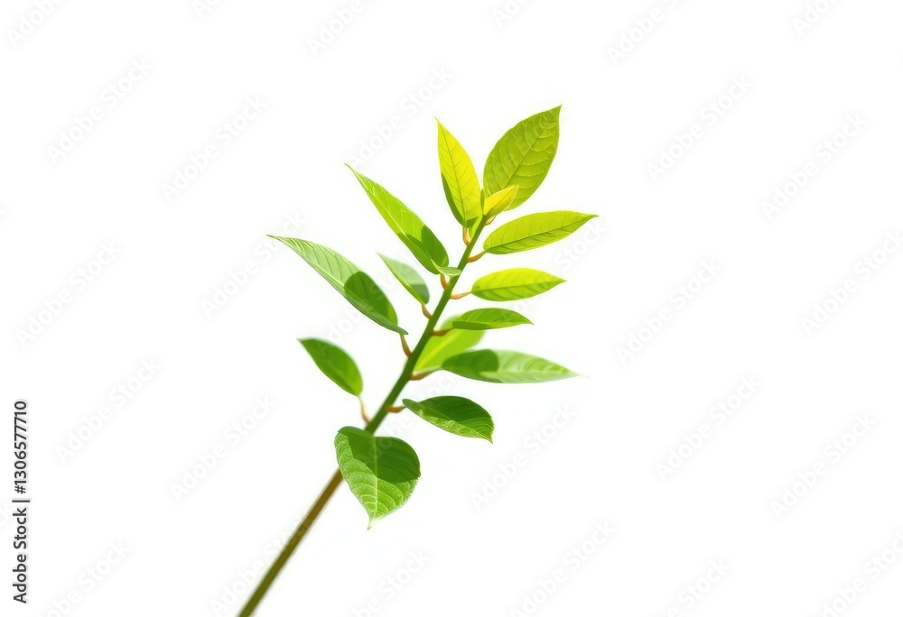 Fototapeta premium Single vibrant green plant, isolated on pure white, studio shot, flower