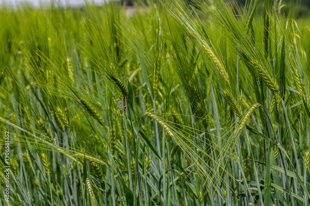 Green wheat field under a clear sky during the growing season showcasing healthy crops swaying gently in the breeze Green wheat field under a clear sky during the growing season showcasing healthy crops swaying gently in the breeze