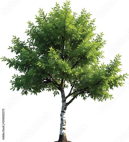 Vibrant Green Tree with White Birch Trunk, Isolated on White