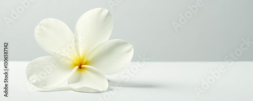 delicate white flower isolated on a clean surface, white background, petals