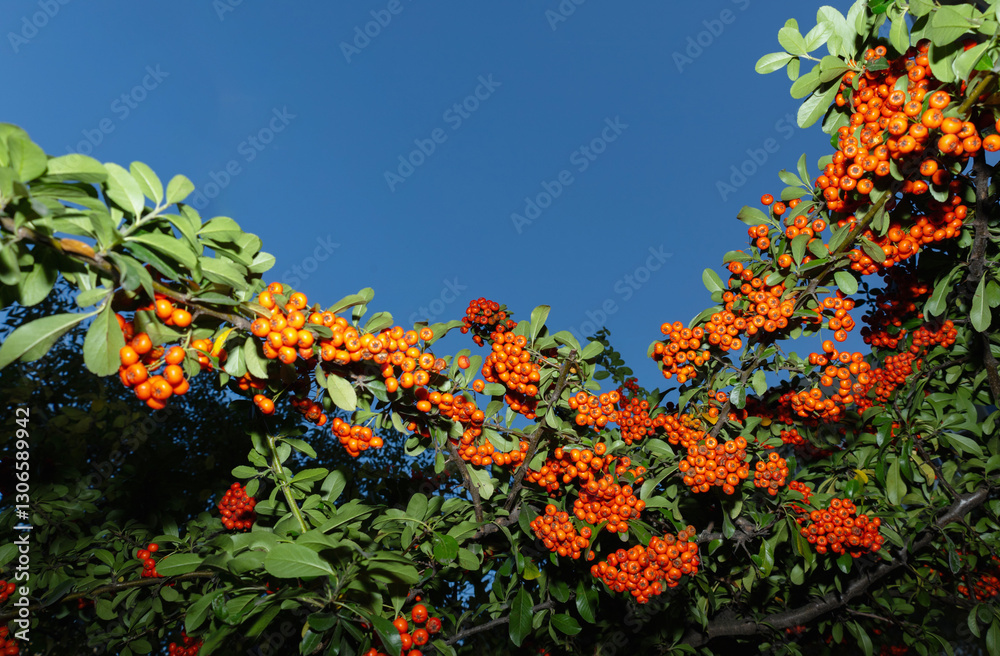rowan berries on background blue sky rowan berries on background blue sky