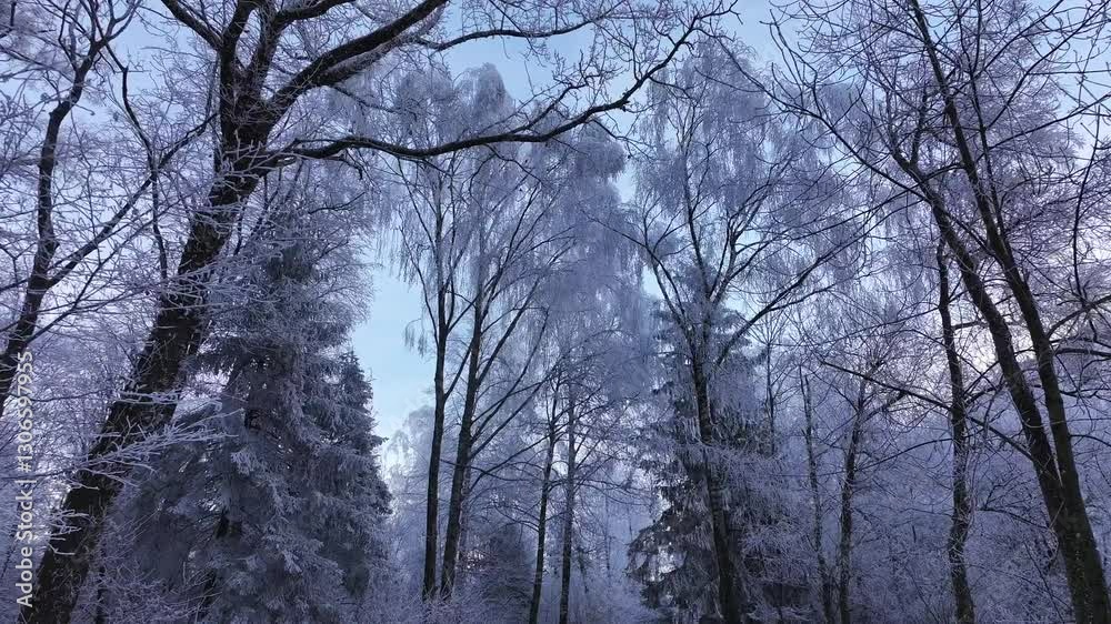 A view advancing through a forest with tree canopies covered in a white blanket of snow, creating a magical winter scene. A view advancing through a forest with tree canopies covered in a white blanket of snow, creating a magical winter scene.