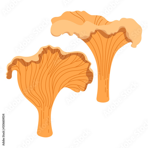 Pair of chanterelle mushrooms. Vector hand drawn illustration isolated on white background.