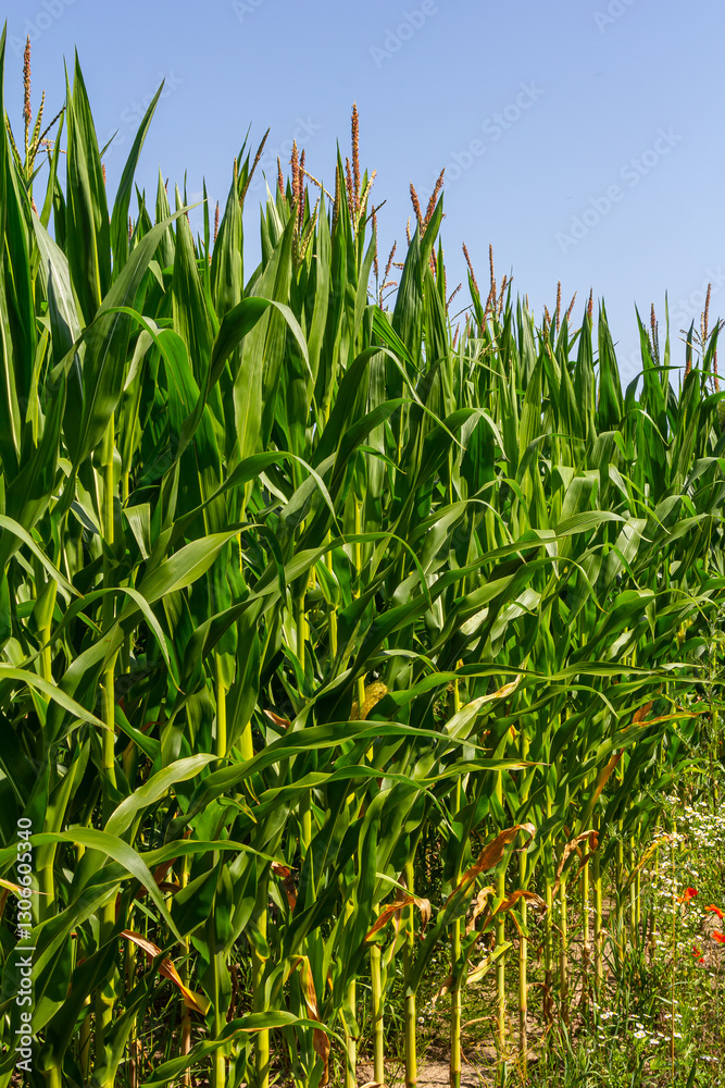 An industrial field of corn sprouts growing in black soil. Corn grow in beautiful rows at sunset. Agricultural landscape An industrial field of corn sprouts growing in black soil. Corn grow in beautiful rows at sunset. Agricultural landscape