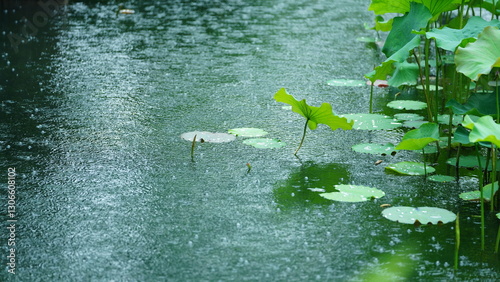 The water lily flowers blooming in the old Chinese garden with the rainy droplets
