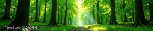 Sun-dappled forest panorama, vibrant green canopy, landscape, sunbeams