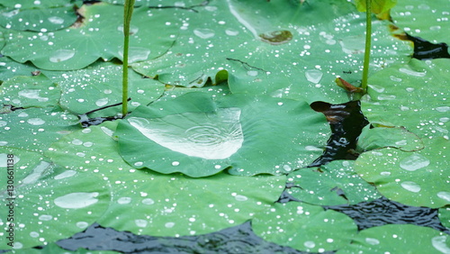 The water lily flowers blooming in the old Chinese garden with the rainy droplets
