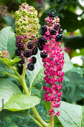Pokeweed or Phytolacca acinosa, flowers and fruits on the shrub photo