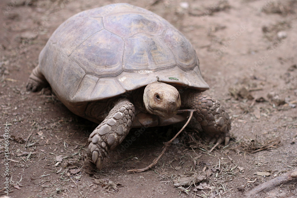 African Sulcata Tortoise Natural Habitat,Close up African spurred tortoise resting ,cute animal African Sulcata Tortoise Natural Habitat,Close up African spurred tortoise resting ,cute animal