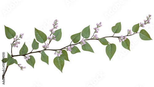 Beautiful Lilac Flower Branch with Green Leaves Isolated on Transparent Background