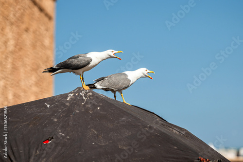Seagulls calling out from the roof in Essaouira, Morocco on a clear sunny day