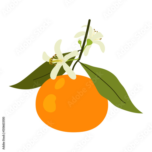 Ripe tangerine on branch with flowers. Citrus orange fruit. Aromatic sweet tangerine with green leaves. Flat illustration on white background.