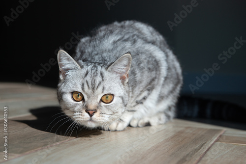 Wallpaper Mural Cute little white-gray Scottish straight kitten sits on the floor at home and looking at camera Torontodigital.ca