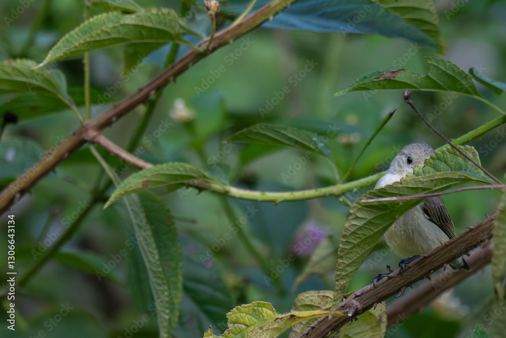 The beautiful pale billed flowerpecker perched on a thin branch amidst a vibrant green background. The beautiful pale billed flowerpecker perched on a thin branch amidst a vibrant green background.