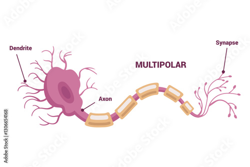 Neuron network and Type of Neurons An Informative Visual Guide for Everyone